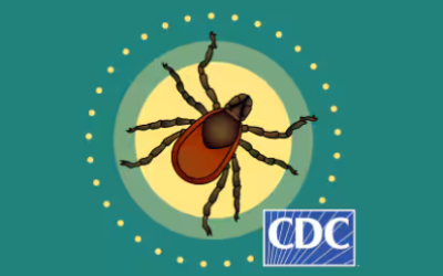 Tick Talk: Expert Tips for Prevention and Safety